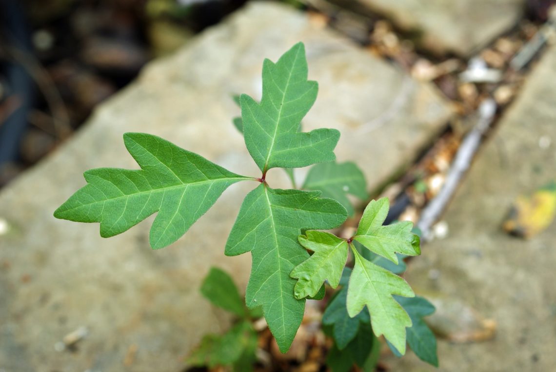 poison ivy vs poison oak